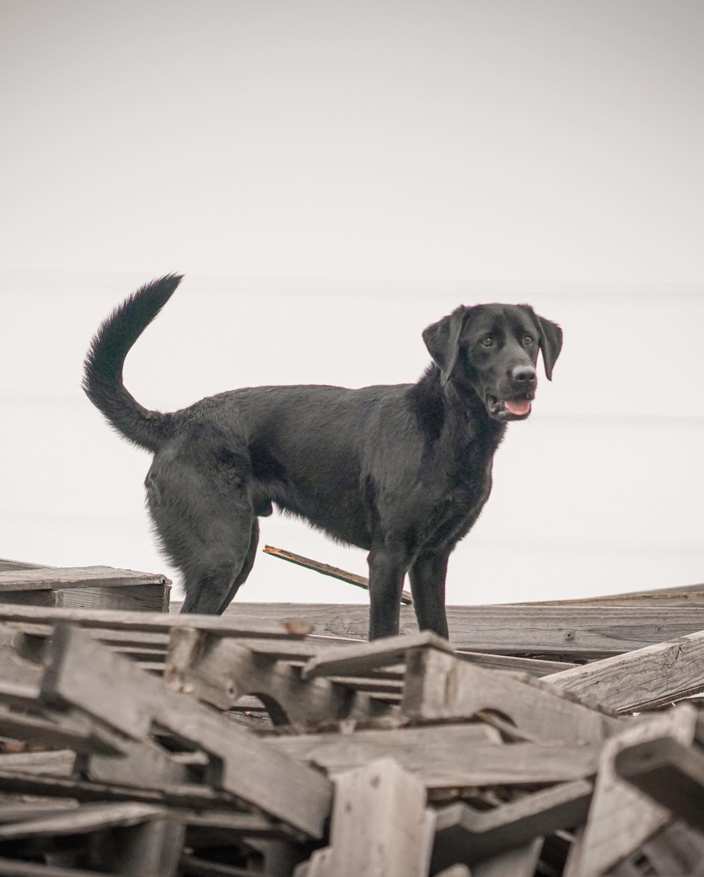Disaster and Wilderness Dogs
