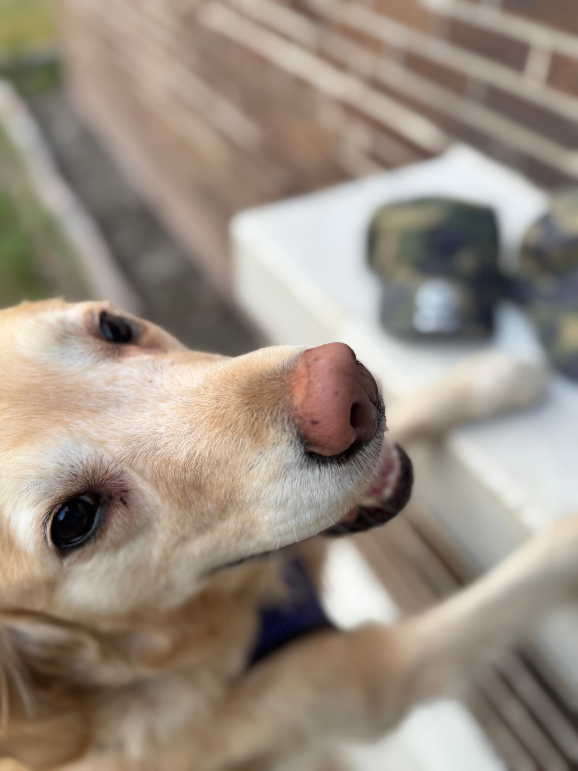 Hairmissile Dad Hat - Woodland