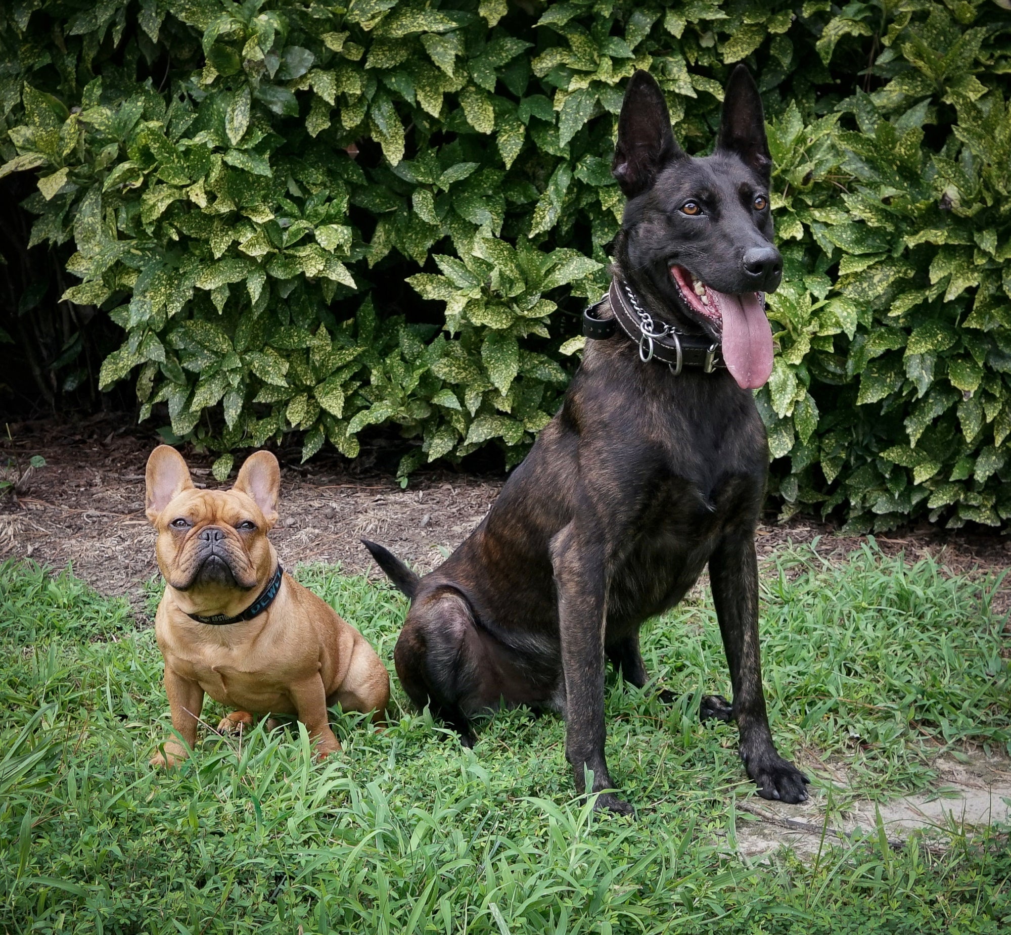 Dewey the Puppy Book