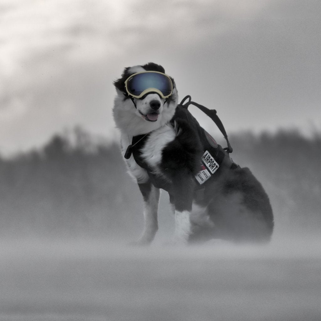 K9 Piper Kit Campaign